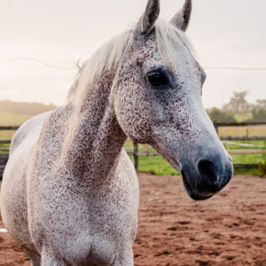 Hoof Pix Gift Voucher – Choose Your Amount